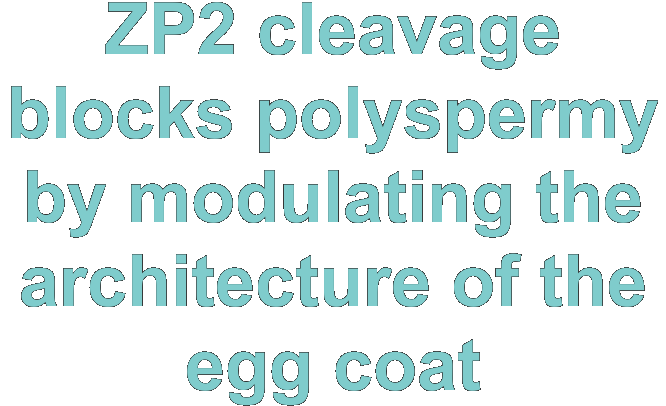 ZP2 cleavage blocks polyspermy by