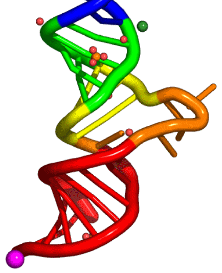 4.5S RNA Domain IV